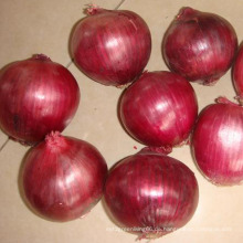 4-7cm Top-Qualität frische rote Zwiebel große Lieferant